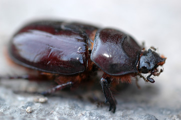 beetle