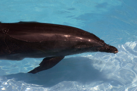Delfin