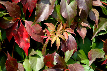 leaves