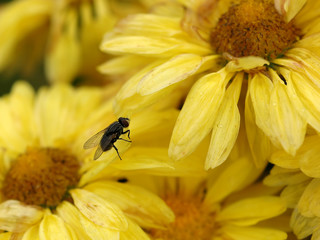 fly on yellow flowers
