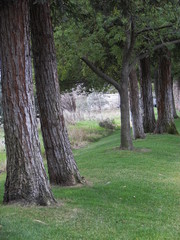 Fototapeta premium row of trees