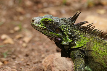 iguane vert