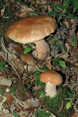 champignon 3