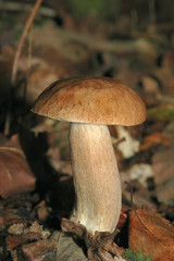 champignon 11