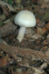 champignon blanc