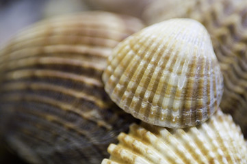 coquillages4