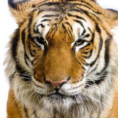 Fototapeta na wymiar zamknąć się tygrys