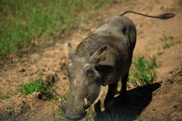 warthog