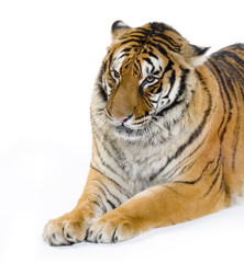 Fototapeta na wymiar Tiger leżącego sfinks