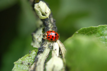 marienkäfer