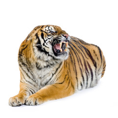 Obraz premium tigre couché