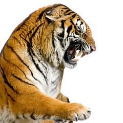 close-up d'un tigre agressif