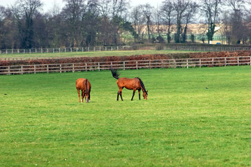 horses grazing3