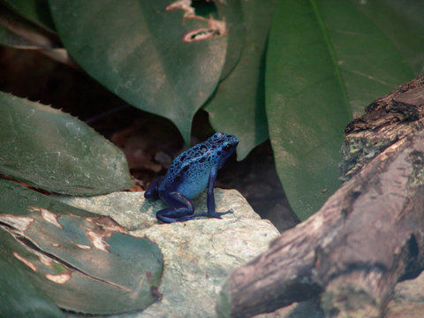 blauer baumsteiger
