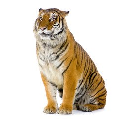 Fototapeta na wymiar tigre assis