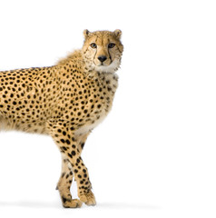 guépard adulte debout