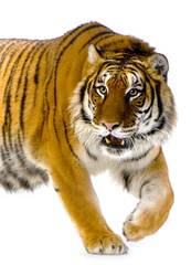 Naklejka premium tigre debout