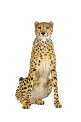 guépard adulte assis