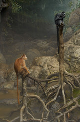 two monkeys on trees