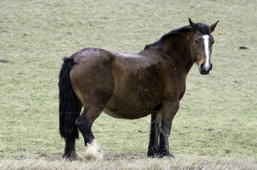 Fototapeta premium la jument va mettre bas 1