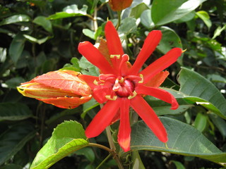 Passiflora vitifolia,  Passifloraceae family. Amazon rainfores, Brazil