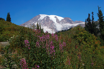 mt rainier