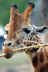 giraffe