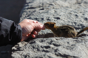 feeding wildlife