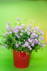 blaublütige glockenblume