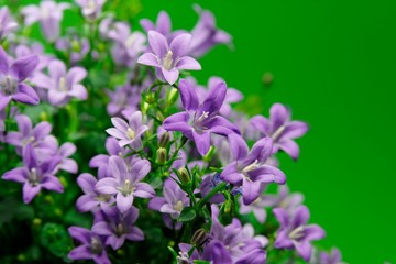 blaublütige glockenblume