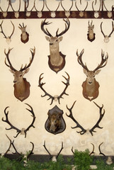 animals heads