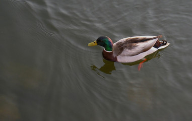 the duck