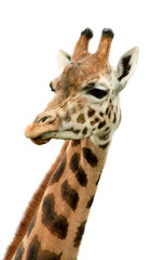 giraffe background
