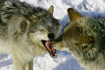 fighting wolves