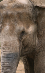 Fototapeta na wymiar indian elephant