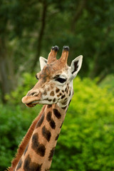 giraffe