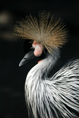 Fototapeta premium black crowned crane
