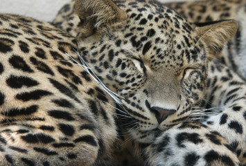 persian leopards