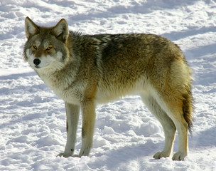 Obraz premium coyote