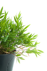 bamboo in a flowerpot