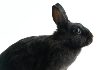black rabbit