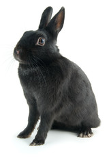 black rabbit