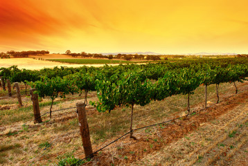 Fototapeta premium green vines sunrise