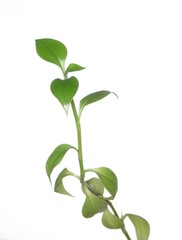 isolated plant