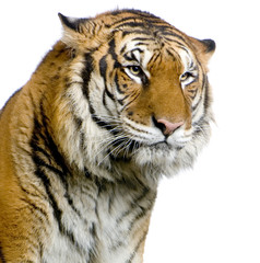 tiger's face