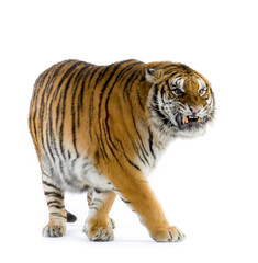 tiger walking