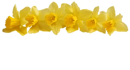 Foto op Plexiglas Narcis Pasen klok bloemen geïsoleerd met uitknippad