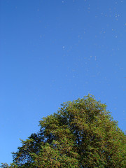 tree seeding