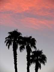 Obraz premium palm trees at sunrise