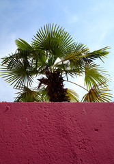 palm behind wall